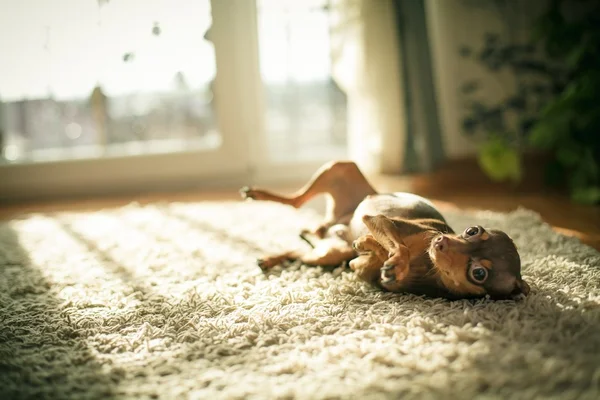 Rus oyuncak terrier köpek