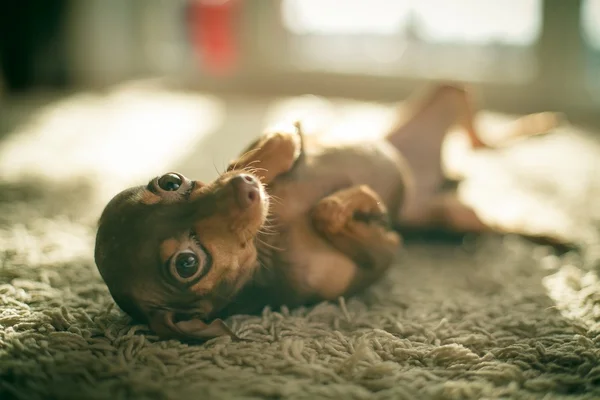 Ruský toy teriér pes — Stock fotografie