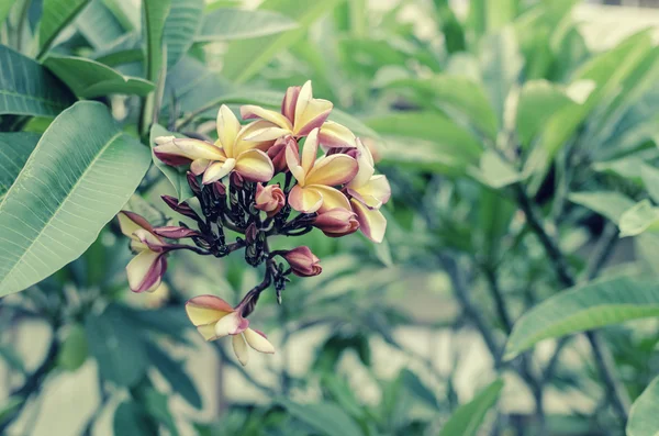 Pink plumeria on the plumeria tree — Stock Photo, Image