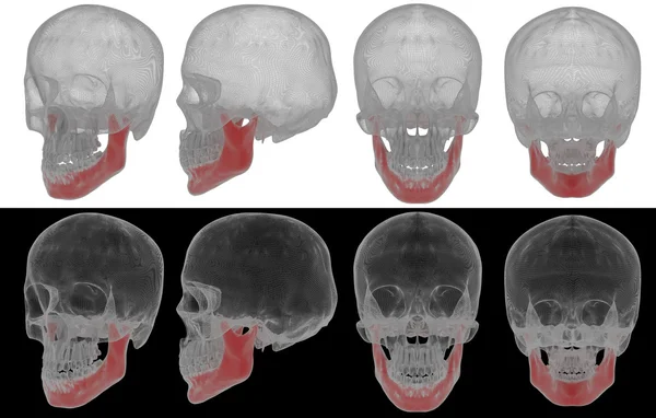 Illustration 3D de l'os de la mâchoire — Photo
