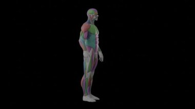 Kas gücünün 3 boyutlu animasyonu