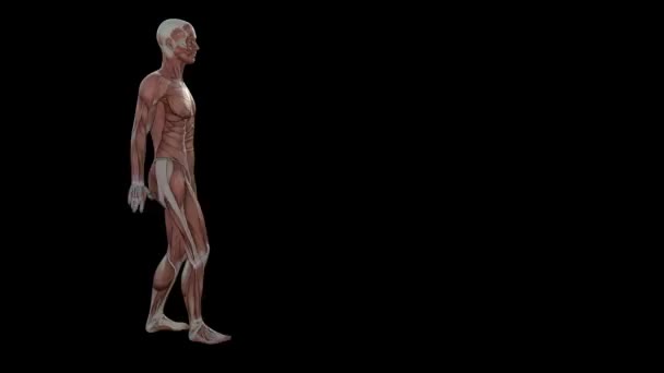 Animation Muscle Human — Stock Video