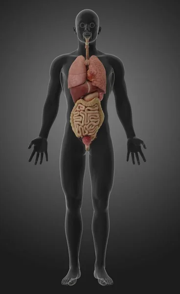 Kadınların Sindirim Sistemi Solunum Sisteminin Boyutlu Çizimi — Stok fotoğraf