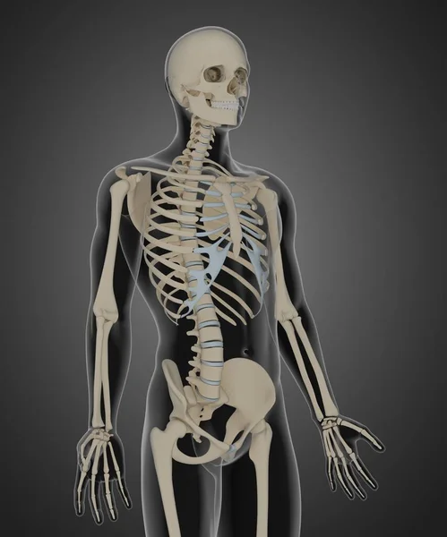 Ilustração Renderização Anatomia Esquelética — Fotografia de Stock