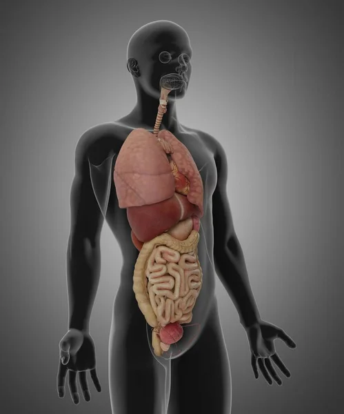 Representación Ilustración Del Sistema Digestivo Femenino Sistema Respiratorio — Foto de Stock