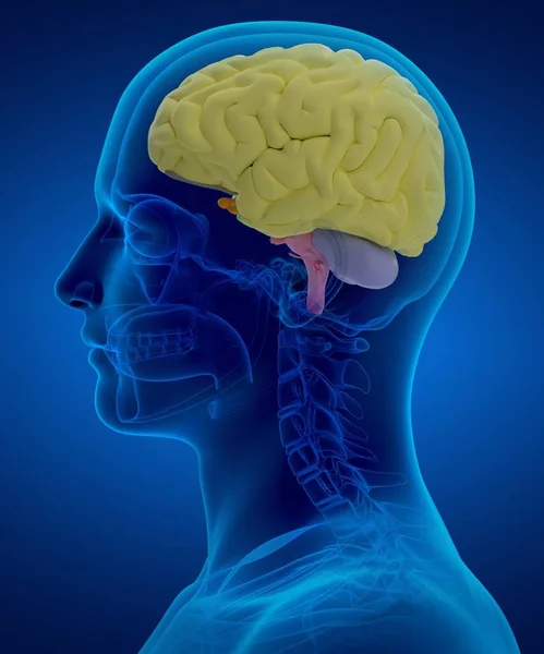 Рендеринг Медицинской Иллюстрации Мозга — стоковое фото