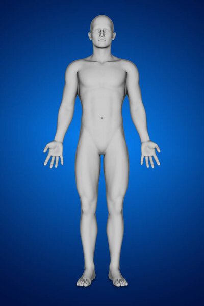 3D-рендеринг анатомии человека