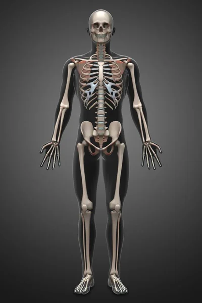 Rendering Illustration Skeletal Anatomy — Stock Photo, Image