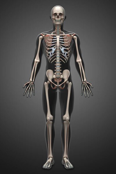 3d rendering illustration of skeletal anatomy
