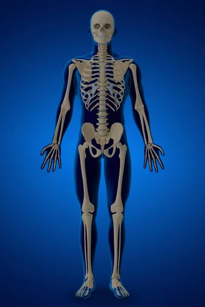 3d rendering illustration of skeletal anatomy