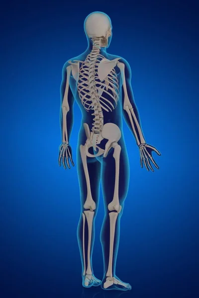 骨骼解剖学3D图像绘制 — 图库照片