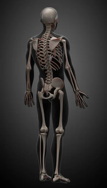 Återgivning Illustration Skelettanatomi — Stockfoto