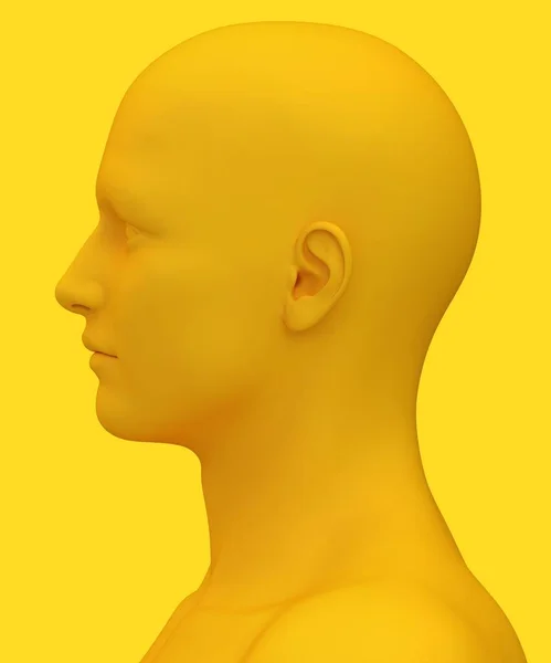 Рендеринг Анатомии Человеческого Лица — стоковое фото