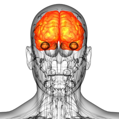 3D render Medikal illüstrasyon insan beyninin 