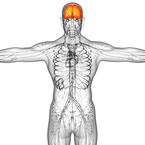 3d tornar ilustração médica do cérebro humano — Fotografia de Stock