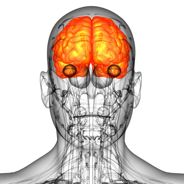 3D render Medikal illüstrasyon insan beyninin 