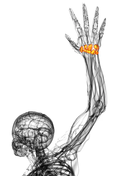 कार्पल हड्डी का 3 डी रेंडर मेडिकल इलस्ट्रेशन — स्टॉक फ़ोटो, इमेज