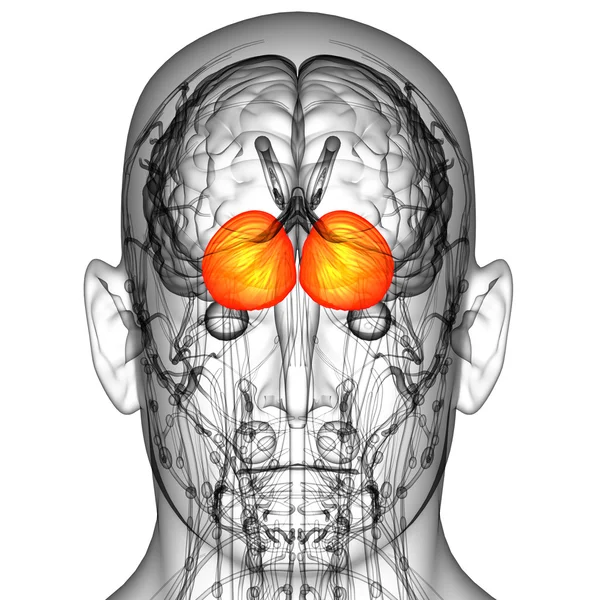 3D render medische illustratie van de menselijke hersenen hersenen — Stockfoto