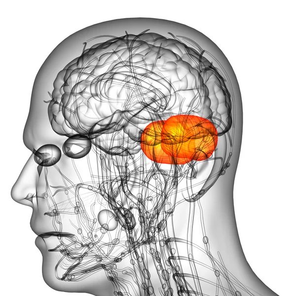 3d визуализация медицинской иллюстрации головного мозга человека — стоковое фото