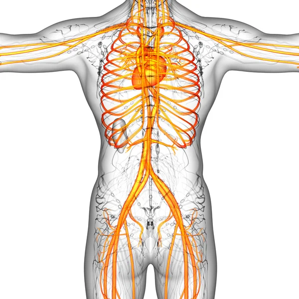 3d hacer ilustración médica del sistema vascular humano — Foto de Stock