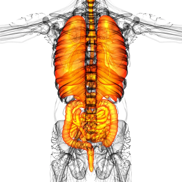 3D göra medicinsk illustration av mänskliga matsmältningssystemet och — Stockfoto