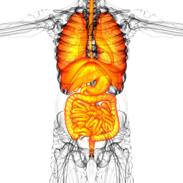 3d rendere illustrazione medica del sistema digestivo umano e — Foto Stock