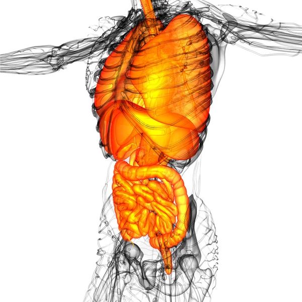 3d hacer ilustración médica del sistema digestivo humano y —  Fotos de Stock