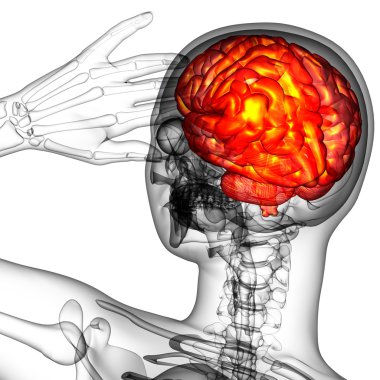 3D render Medikal illüstrasyon insan beyninin 