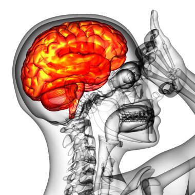 3D render Medikal illüstrasyon insan beyninin 