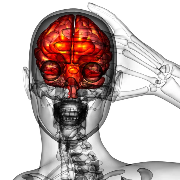 3d rendre illustration médicale du cerveau humain — Photo