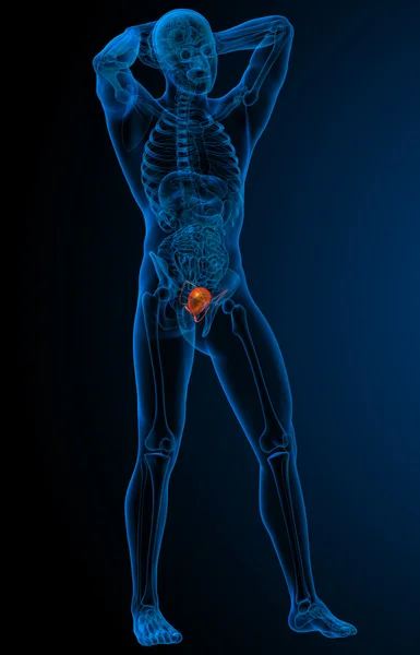 Bladder — Stock Photo, Image