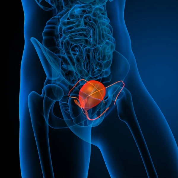 Bladder — Stock Photo, Image