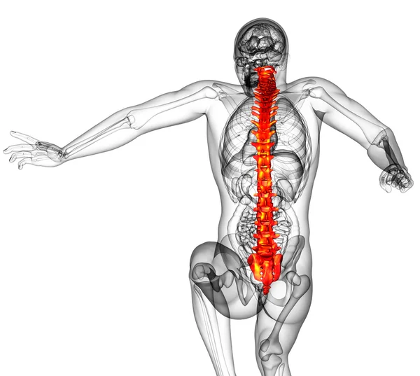 3D göra medicinsk illustration av den mänskliga ryggraden — Stockfoto