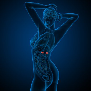 3D render Medikal illüstrasyon insan böbrek üstü bezlerinin