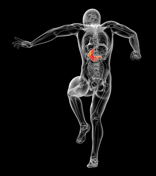 3d hacer ilustración médica del estómago humano —  Fotos de Stock