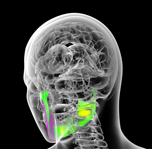 3D рендеринг медицинской иллюстрации челюсти человека кости — стоковое фото
