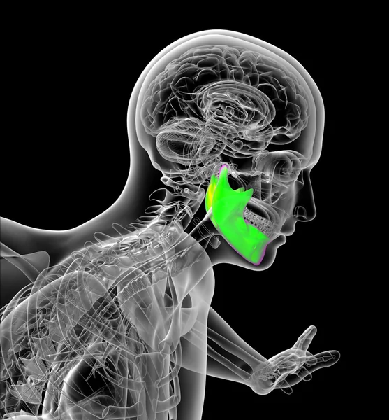 3d 渲染医学插图的人类颚骨 — 图库照片