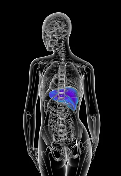 3d tornar ilustração médica do fígado humano — Fotografia de Stock