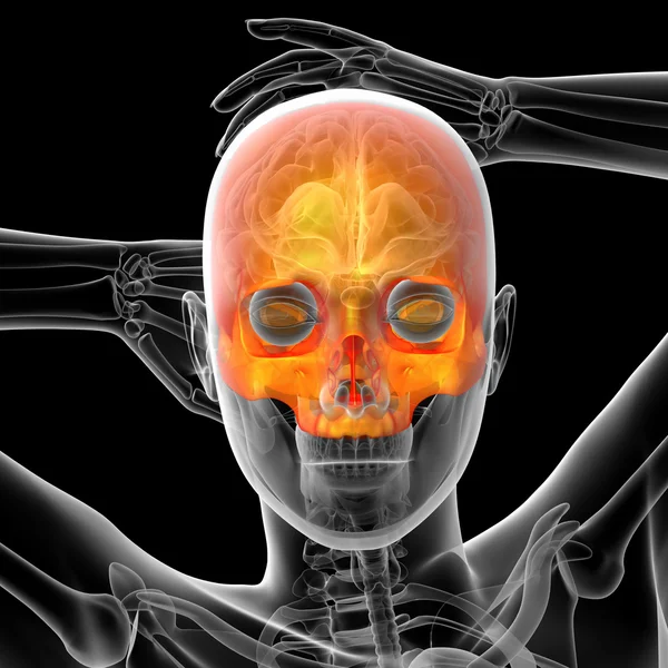 3D vykreslení lékařské ilustrace lidské lebky — Stock fotografie