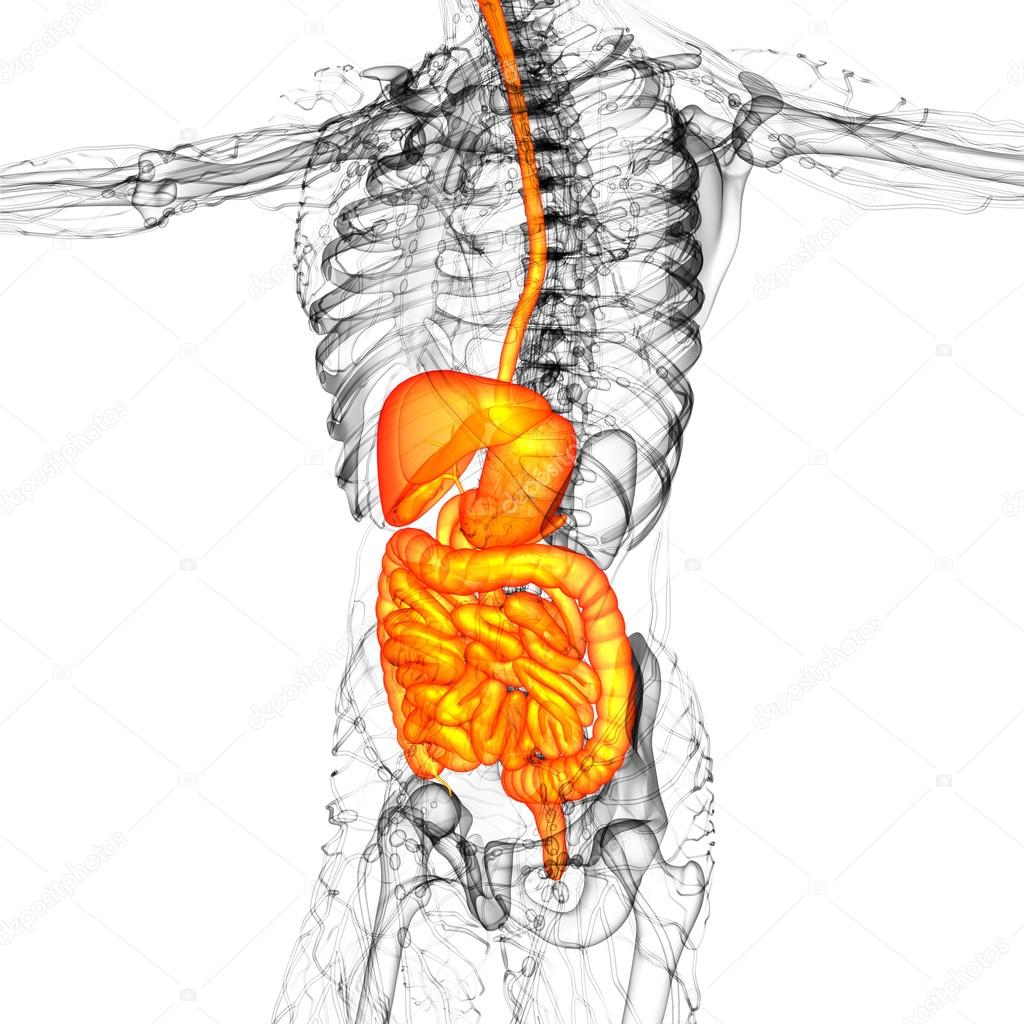 3d render medical illustration of the human digestive system