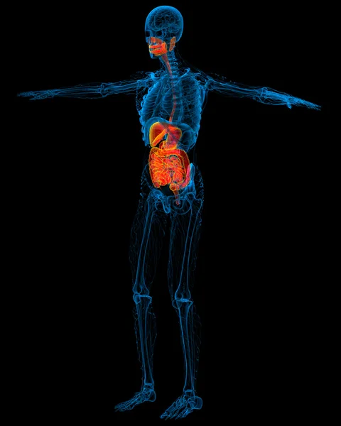 3d zilustrowanie medyczne układu pokarmowego człowieka — Zdjęcie stockowe