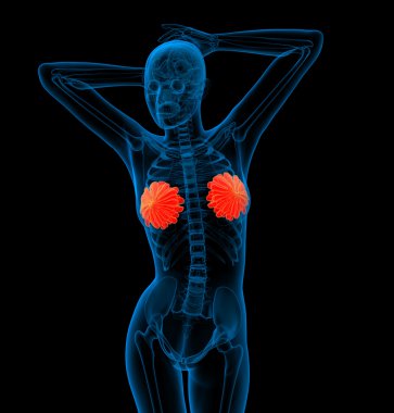 3D render Medikal illüstrasyon insan meme 