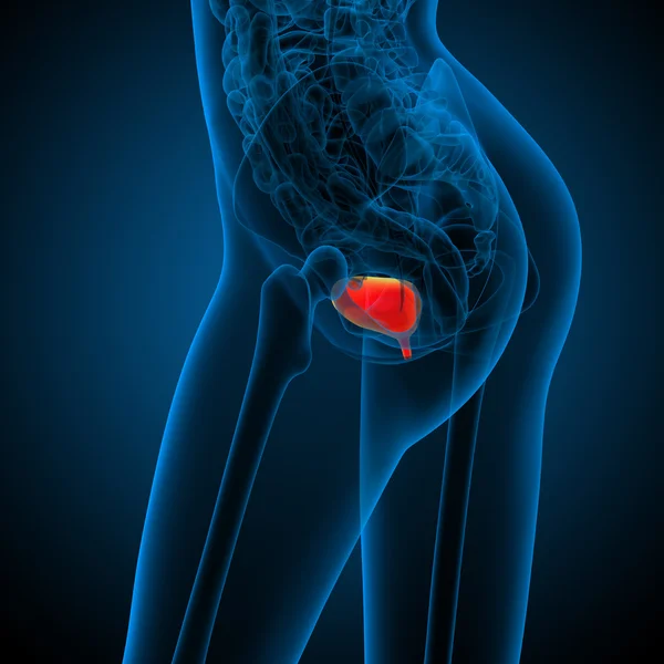3d render medical illustration of the human bladder — Stock Photo, Image