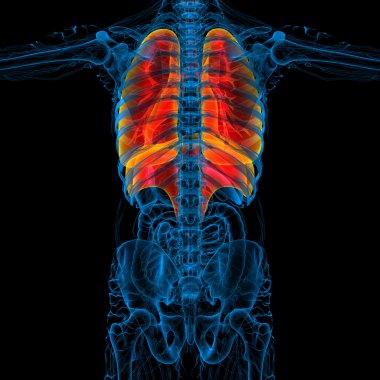 3D render Medikal illüstrasyon insan solunum sisteminin