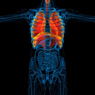 3D render Medikal illüstrasyon insan solunum sisteminin