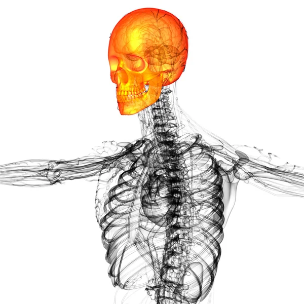 3D göra medicinsk illustration av skallbenet — Stockfoto