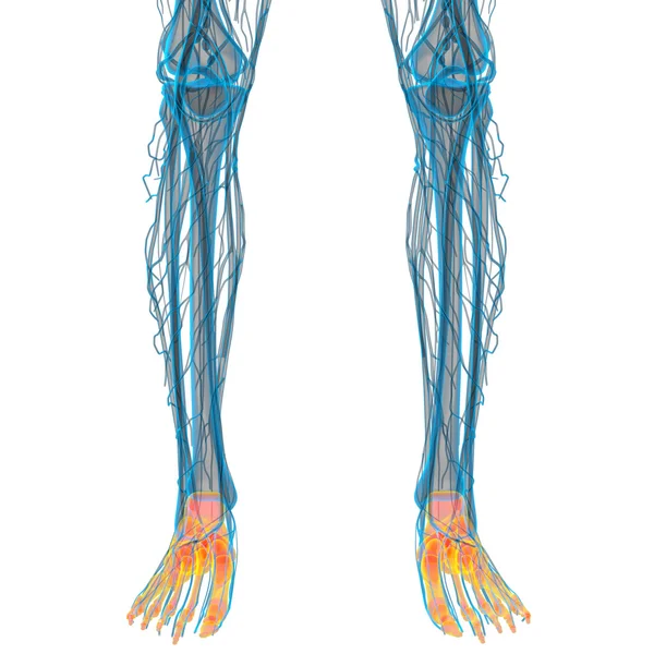 3D render ilustracja kości stopy — Zdjęcie stockowe