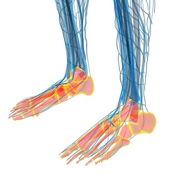 足の骨の 3 d レンダリングの医療イラスト — ストック写真