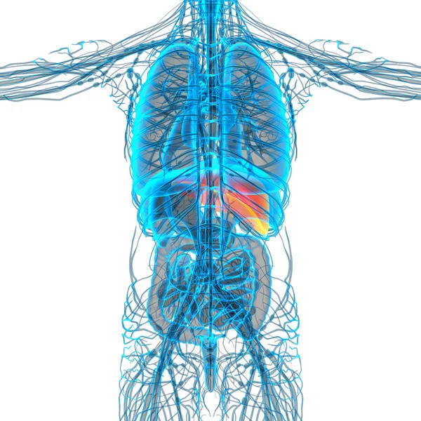 3d hacer ilustración médica del hígado — Foto de Stock