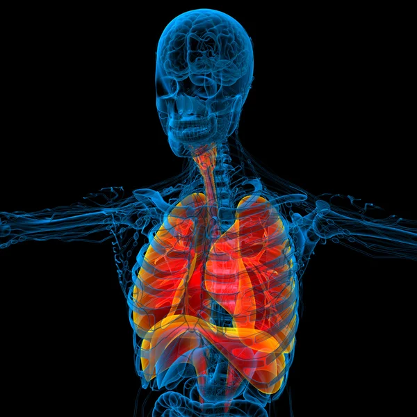 3d hacer ilustración médica del sistema respiratorio humano — Foto de Stock